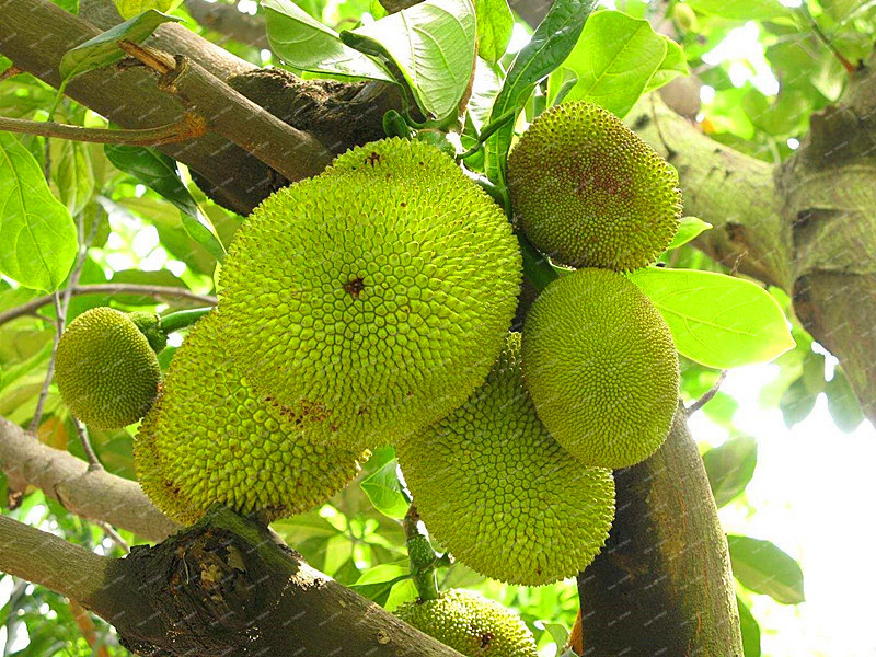 2017 New fresh seeds Tropical Rare seed fruit trees jackfruit seeds