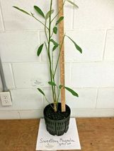 SWEETBAY MAGNOLIA gallon pot Laurel Magnolia, Swamp Magnolia image 2
