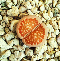 Lithops Julii Fulleri, Living Stones Exotic Rock Ice Plant Rare Seed 30 Seeds - $8.99