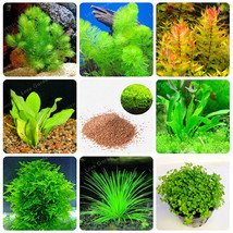 Ale 200 pcs new aquarium grass seeds mix water aquatic plant seeds family easy plant 50 thumb200