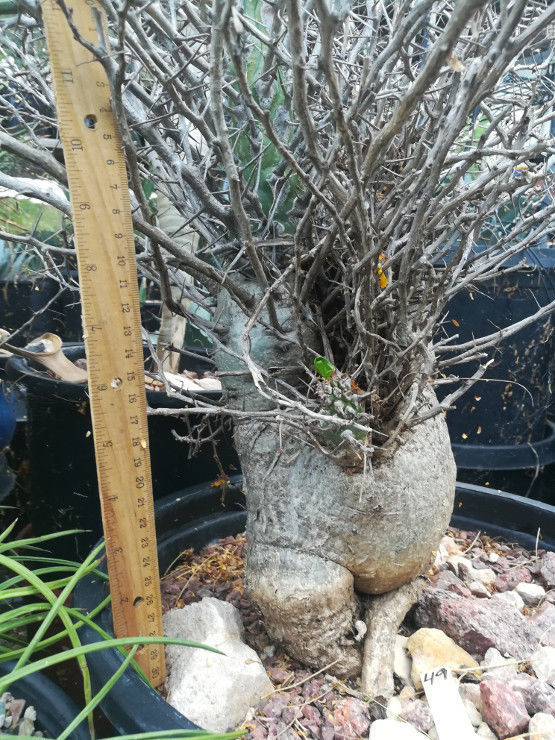 Fouquieria (Idria) columnaris Boojum Tree Thick Fat Trunk Succulent ...