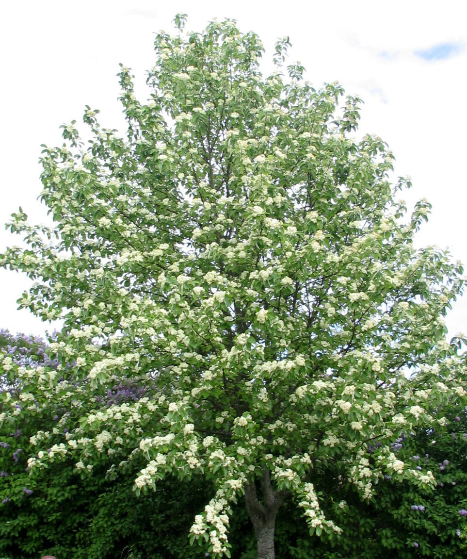 30 European Mountain Ash Seeds Sorbus Aucuparia Rowan Ornamental Tree   18 