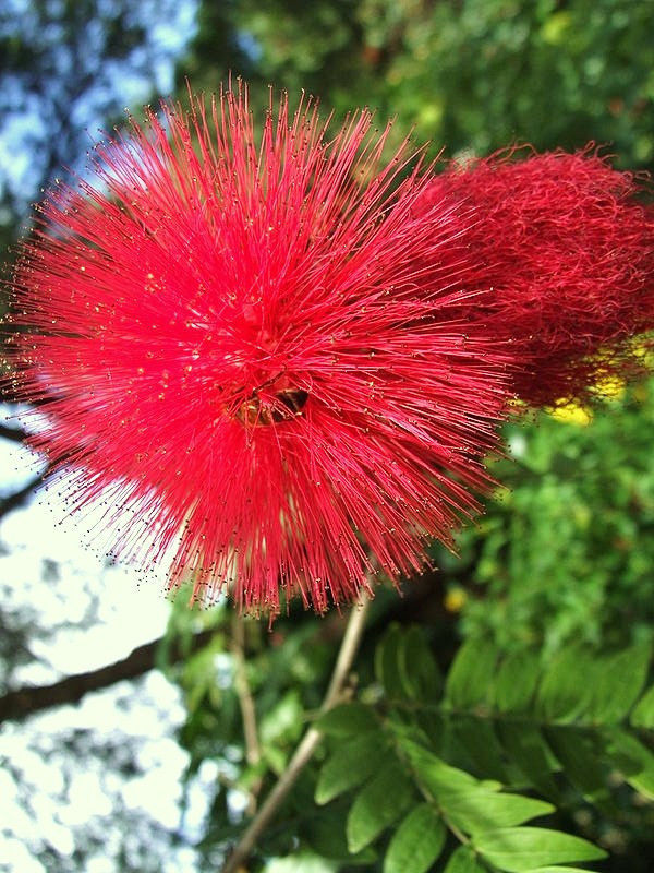 Calliandra Haematocephala rare mimosa tree bonsai powder puff bush seed ...