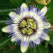 10 Pcs Blue Crown Passion Flower Seeds #MNSF - $14.00