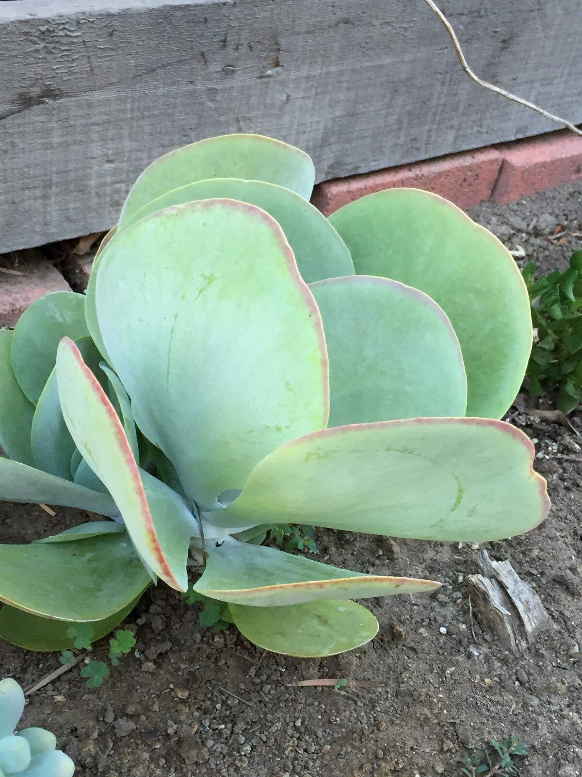 Kalanchoe thyrsiflora flapjack plant succulent live plant Kalanchoe thyrsiflora flapjack plant succulent live plant