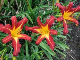 Daylily 'autumn Red' - 25 Bare Root Daylilies Free Shipping - $105.50