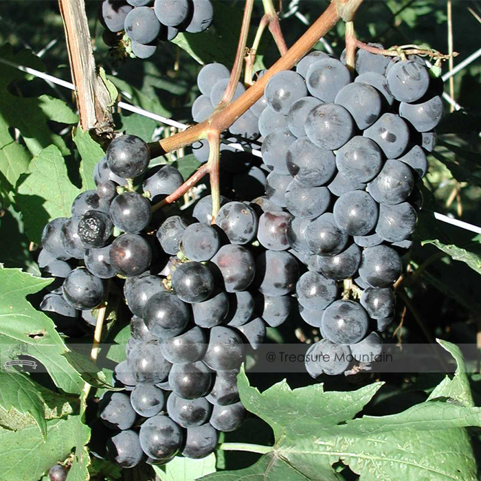 100 pcs Bluebell Blue Juice Grape Seed Hardy Fresh Table Grape Seedling Plant Seeds