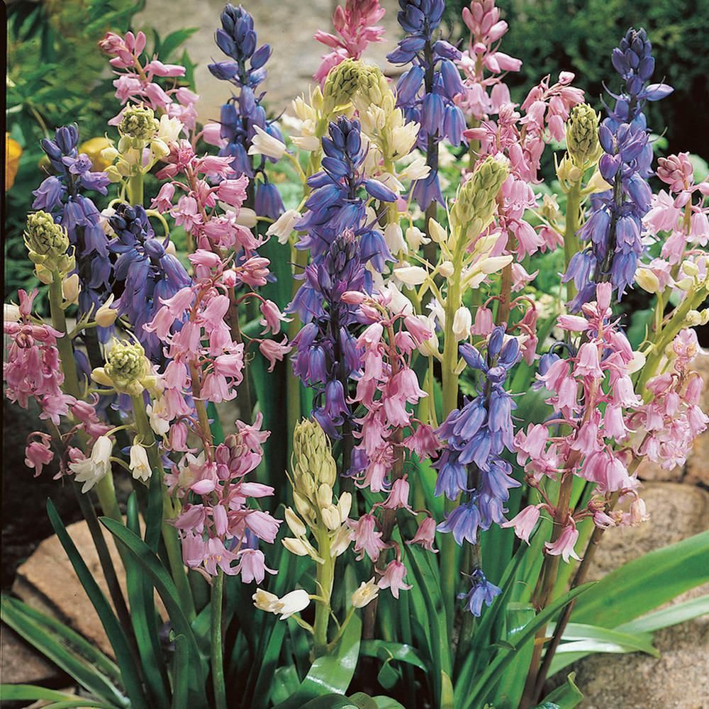 10 BULBS Spanish bluebell, Wood Hyacinth, Hyacinthoides hispanica Mix Color