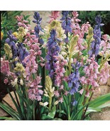 10 BULBS Spanish bluebell, Wood Hyacinth, Hyacinthoides hispanica Mix Color - $8.75