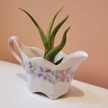 Airplant in Upcycled Vintage Creamer, Cottagecore Planter, Air Plant Holder image 6