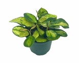 Variegated Hoya Australis, Tricolor Lisa, Very Rare Limited Live plant - $32.44