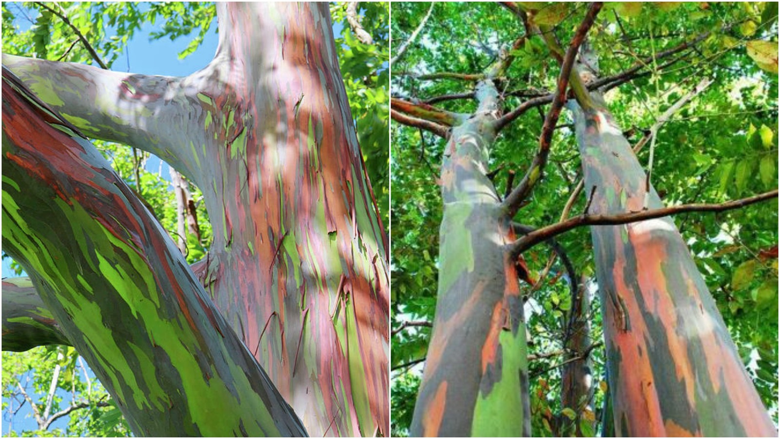 Rainbow Eucalyptus (LIVE TREE) - Home Garden