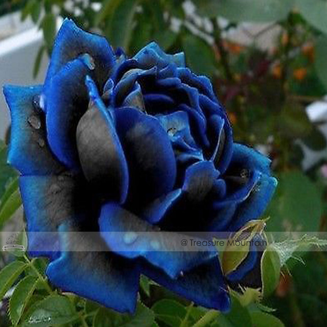 50 Pcs New Midnight Supreme Rose Bush Flower, Decorative Garden Flower ...