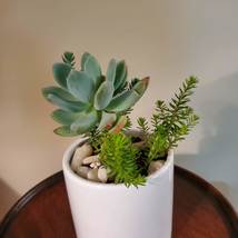 Succulents in Ceramic Planter, Live Arrangement in White Plant Pot, Give Thanks image 5