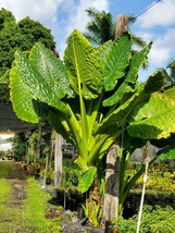 Borneo Giant Elephant Ear Taro Alocasia Macrorrhiza Small Rooted Plants - $39.58