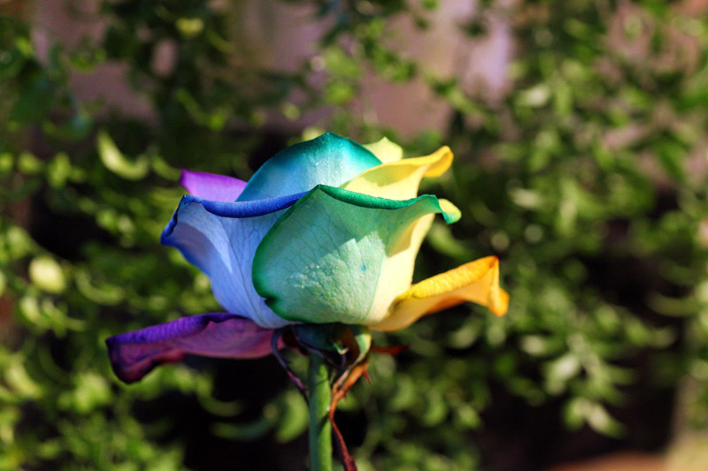 150 pcs Seeds Rare Holland Rainbow Rose Flower Home Garden Rare Flower ...