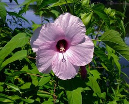 Hibiscus Laevis (Rose Mallow) 40 seeds - $3.19