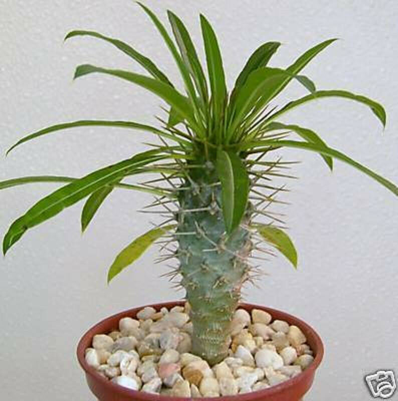 Pachypodium lamerei rare madagascar palm plant cactus cacti caudex