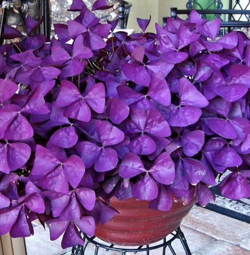 Purple Shamrock Oxalis triangularis Bulbs Easy Grow Perennial CombSH ...