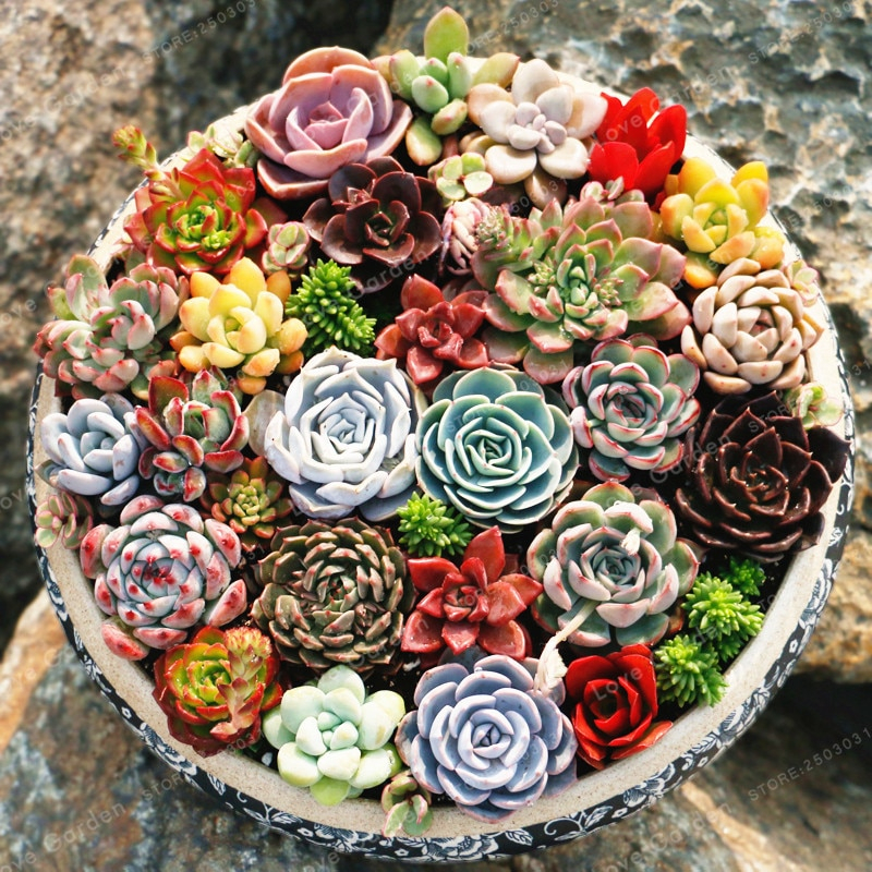 Rare Beauty Succulents Plant Seeds Easy To Grow Potted Flower 100 Pcs