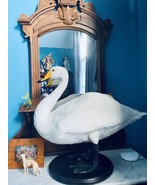 taxidermy swan  - $1,355.00