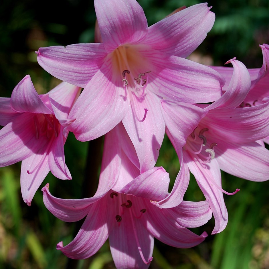 Real bulb (not seed) purple Amaryllis belladonna Water Plants