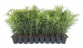 Podocarpus Macrophyllus Japanese Yew - 3 Live Plants 2&quot; Pots - Evergreen... - $29.98