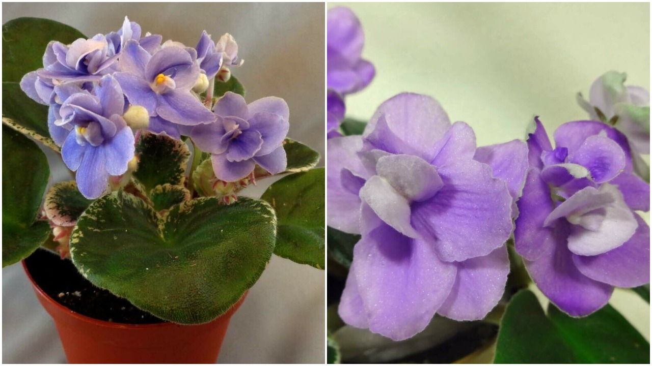 African violet Picasso live plant in pot - Other Plants, Seeds & Bulbs