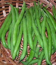 50 Bush Harvester Beans Seeds Vegetable Seeds - $5.10