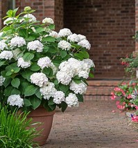 Starter Plant - Hydrangea INVINCIBELLE WEE WHITE - $22.98