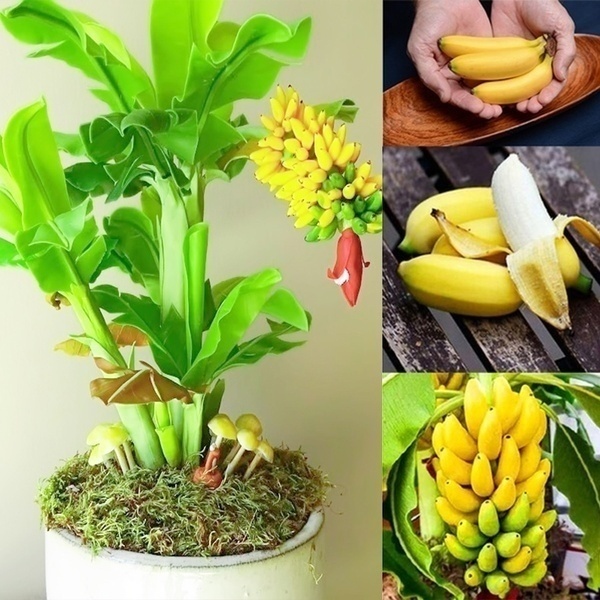 Mini Dwarf Banana Seeds (100 Pc/Pack) Bonsai Tree Mini