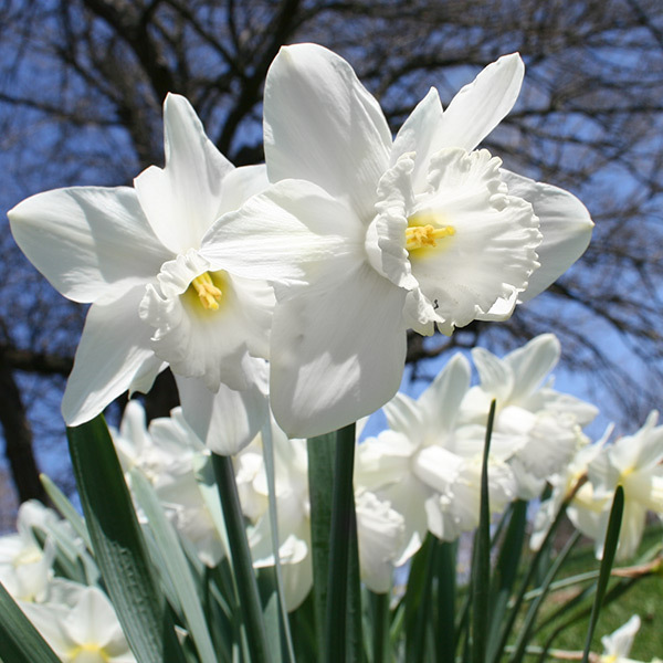 5 Bulbs White Daffodil Mount Hood Narcissus Mt Hood Giant Trumpet Narcissi - $12.99