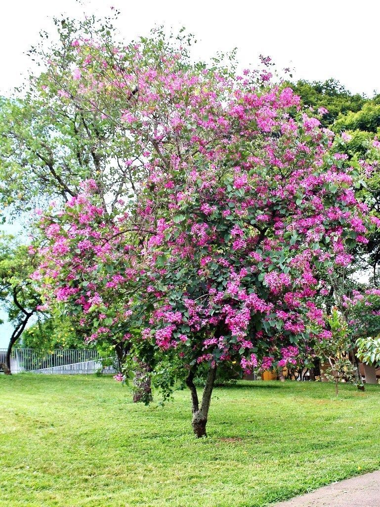 Semi Purple Orchid Tree (Bauhinia Purpurea) 10 Semi - Foto 11