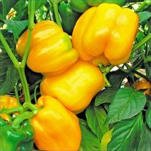SHIPPED FROM US 200+SUNBRIGHT YELLOW SWEET BELL PEPPER Seeds, CB08 - $17.00