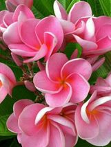 5 Pink Plumeria Seeds Plants Flower Lei Hawaiian Perennial Seed Bloom  - $9.86