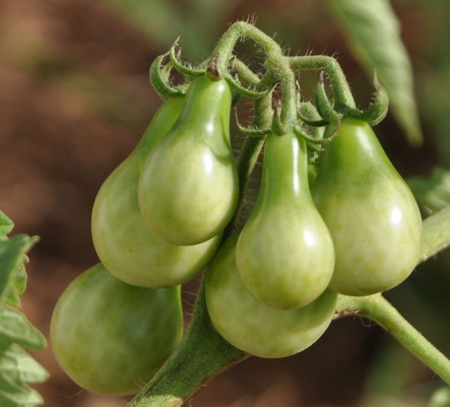 kaju and kismis