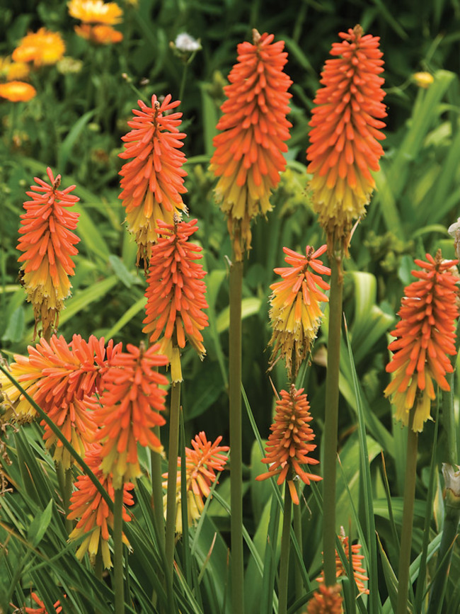 Red Hot Poker Flower Seed