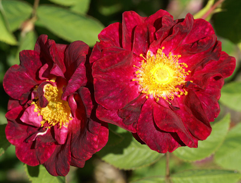 30 Red Rugosa Rose Rosa rugosa rubra Shrub Seeds (Fast, Hardy, Fragrant ...