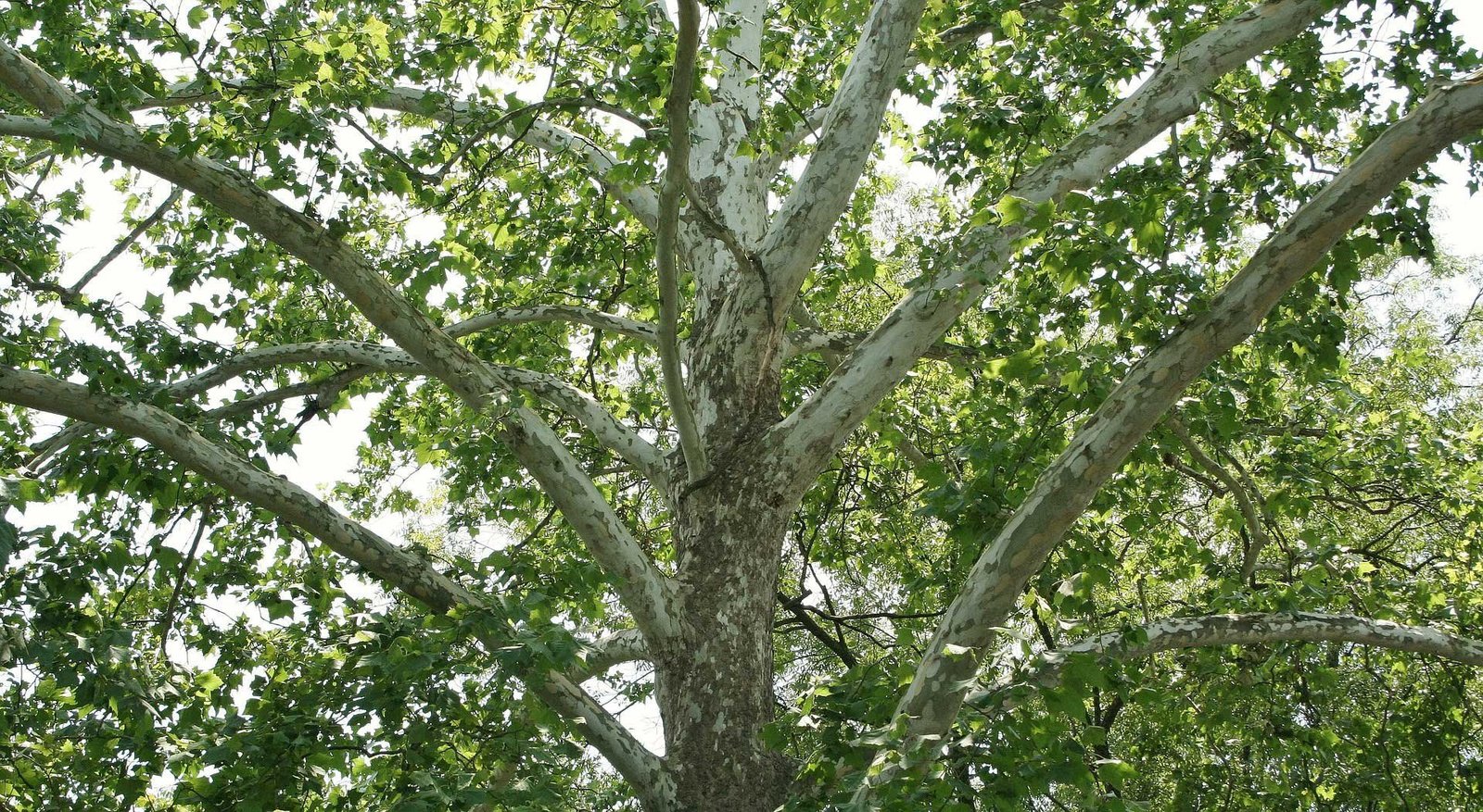 American Sycamore Tree SeedsA huge, stately, and impressive tree