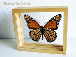 Danaus Plexippus Real Butterfly Monarch Entomology Double Glass Display - $64.99