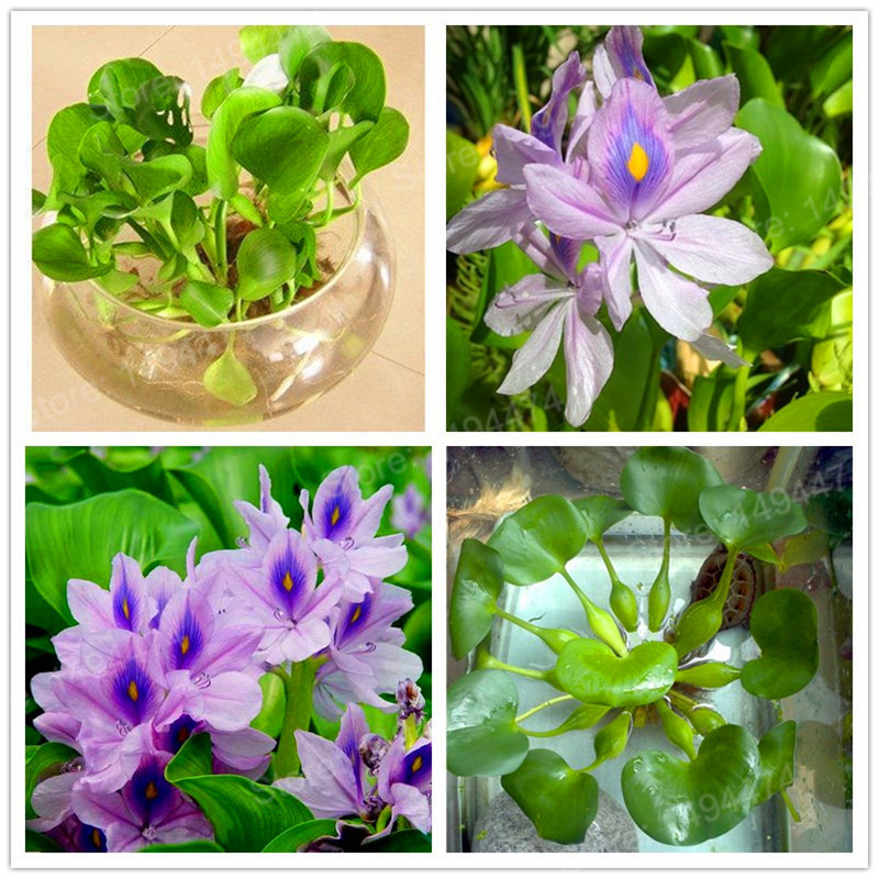 Water Hyacinth Seeds Flower Seeds Garden Pond Flowers For Garden Seeds