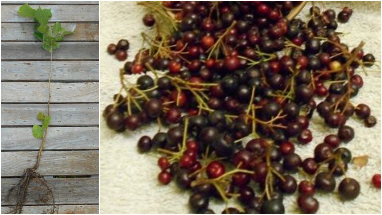 1 "Montmorency" Tart Cherry Tree, 20+ inch, Fast Growing Fruit, Pies