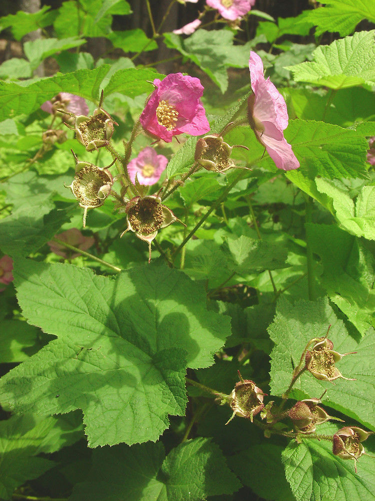 PurpleFlowering Raspberry, Rubus odoratus, Shrub 20 Seeds (Fast