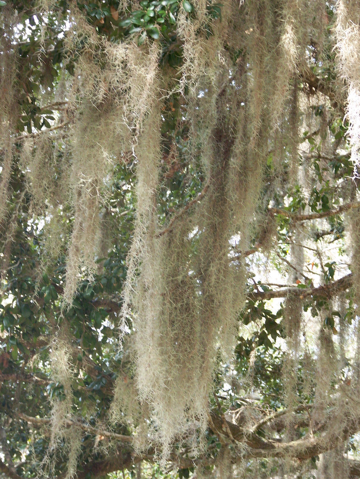 1 Gal. bag Fresh Live Spanish Moss from my trees in Florida Other
