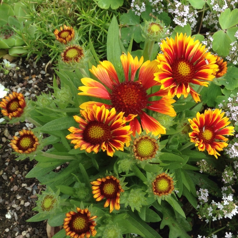 50 Seeds Gaillardia Aristata Dazzler Blanket Flower Seeds Perennial