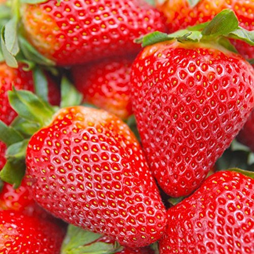 10 Organic Albion Everbearing Strawberry Plants Fruit Bare Root Non GMO
