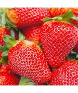 10 Organic Albion Everbearing Strawberry Plants Fruit Bare Root Non GMO - $25.50