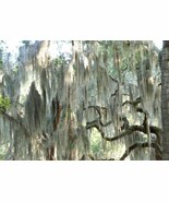 Fresh Live - Spanish Moss From Florida - Gallon Bag - $20.99