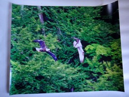 Amazing photo of a Bald Eagle chasing an Osprey 16x20 unframed photo - $38.00