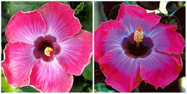 Rum Runner**Small Rooted Tropical Hibiscus Starter Plant*Ships Bare Root - $55.99